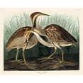 thumbnail image 2 of Audubon, John James 31x26 Gold Ornate Wood Framed with Double Matting Museum Art Print Titled - American Bittern, 2 of 4