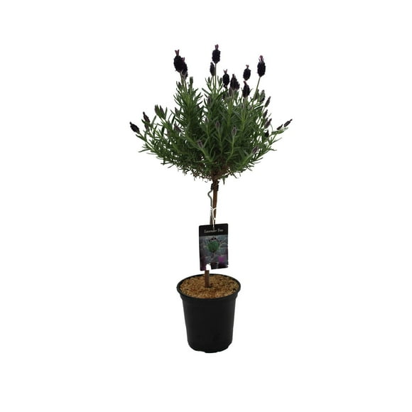 1 Gallon Lavender Stand Live Plant