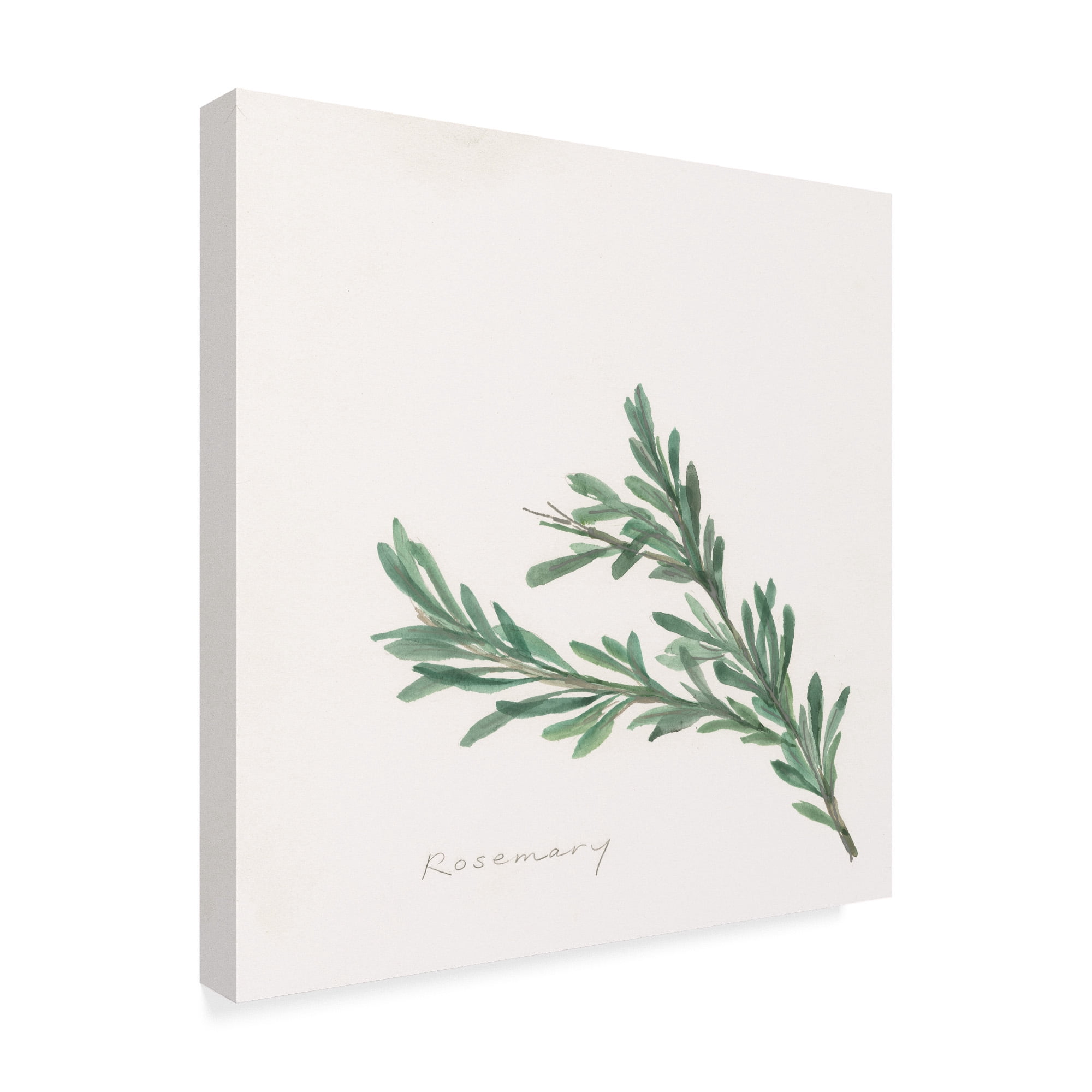 Trademark Fine Art 'Rosemary' Canvas Art by Chris Paschke