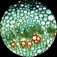 thumbnail image 3 of AmScope 200-piece Prepared Microscope Glass Slide Set, 3 of 4