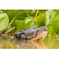 thumbnail image 2 of Jaynes Gallery 18x13 White Modern Wood Framed Museum Art Print Titled - Brazil-Pantanal Jacare caiman reptile in water, 2 of 4