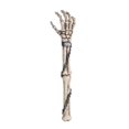 thumbnail image 2 of Novelty Skeleton Arm Back Scratcher 15 Inch L Halloween Decor, 2 of 2