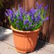 thumbnail image 5 of Artificial Plants hace 20 paquetes, resistentes a los rayos UV, color morado, 5 of 7