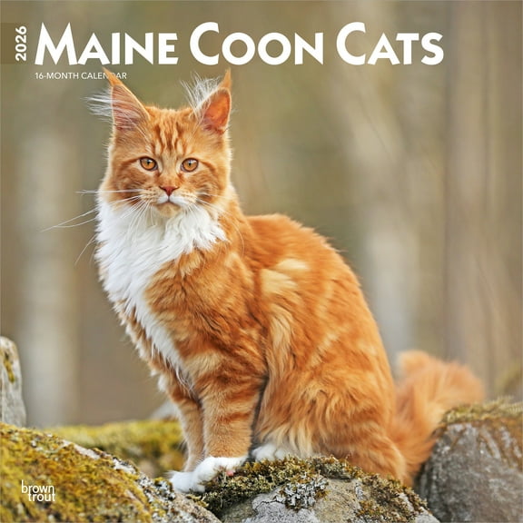 Maine Coon Cats | 2026 12x24" (Hanging) Wall Calendar | Plastic-Free | BrownTrout