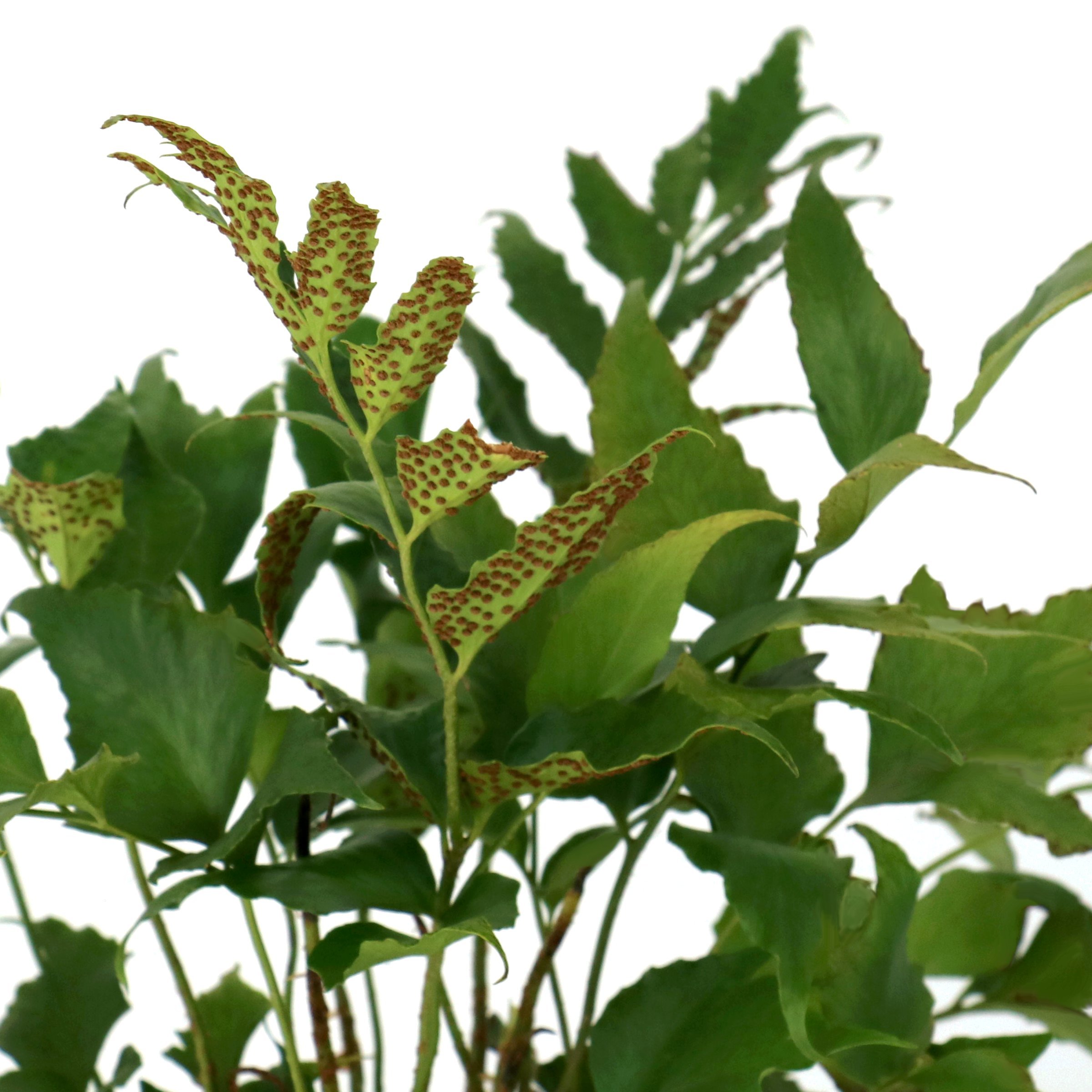 National Plant Network 1 gal. Holly Fern