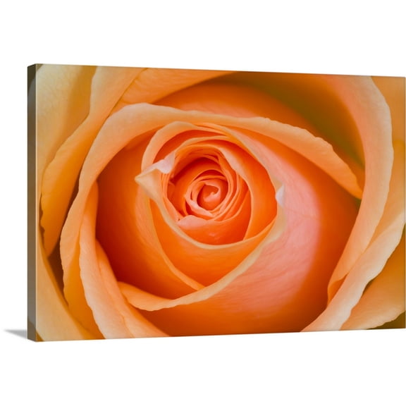 Great BIG Canvas | "Orange Rose" Canvas Wall Art - 48x32