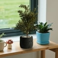 thumbnail image 5 of Black Artificial Potted Plants, Fake Indoor Greenery, Modern Office Desk Decor, Realistic Faux Bonsai, Low Maintenance Home Ornament, Decorative Small Plant, 5 of 6
