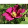 thumbnail image 3 of Clematis Fireflame - 5 Live Plants in 4 Inch Growers Pots - Clematis 'Fireflame' - Starter Plants Ready for The Garden - Beautiful Reddish Pink Flowering Vine, 3 of 5