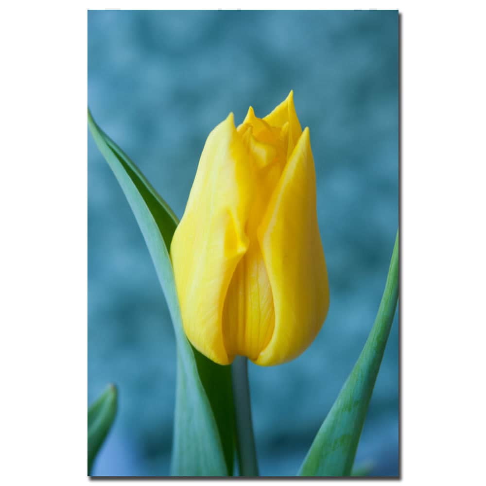 Trademark Fine Art "Yellow Tulip" Canvas Art by Martha Guerra, 16x24