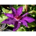 thumbnail image 5 of Clematis Marie Louise Jensen - Live Plant in a 4 Inch Growers Pot - Clematis 'Marie Louise Jensen' - Starter Plants Ready for The Garden - Beautiful Purple Blue Flowering Vine, 5 of 5