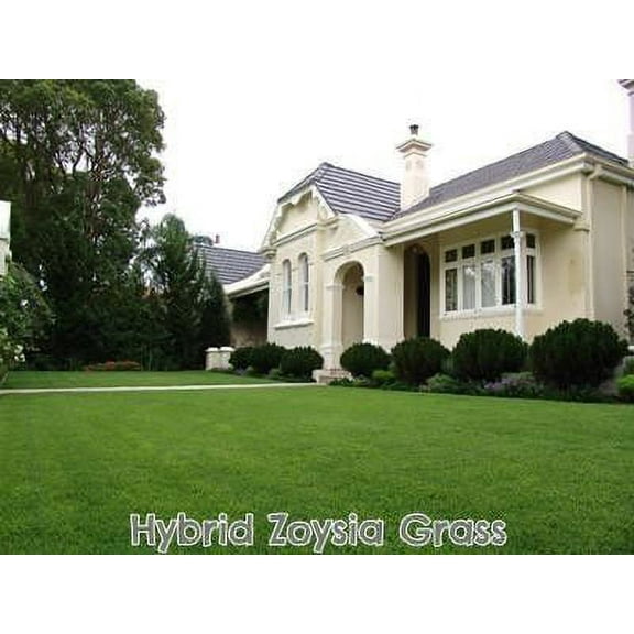 Hybrid Zoysia Grass Seed - 1 Lb.