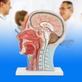 thumbnail image 2 of Brain Model,  Head Model High Strength PVC Plastic Lightweight  For Physical Teaching For Schools For Hospital, 2 of 8