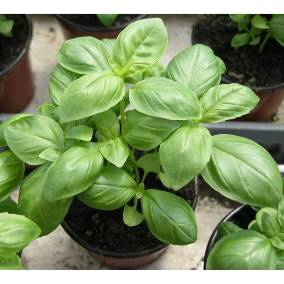HIGHGW Indoor Basil Green Leaf Seeds Vegetable for Planting Giant Organic 500 Seeds