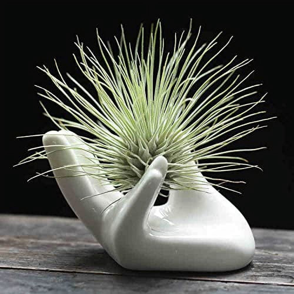 Air Plant Holder Cute Ceramic Mini Hand Shape Stand Airplants Tillandsia Small Container Pot Plant Decorative Home Decor for Desk Table Shelf