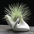 thumbnail image 1 of Air Plant Holder Cute Ceramic Mini Hand Shape Stand Airplants Tillandsia Small Container Pot Plant Decorative Home Decor for Desk Table Shelf, 1 of 5