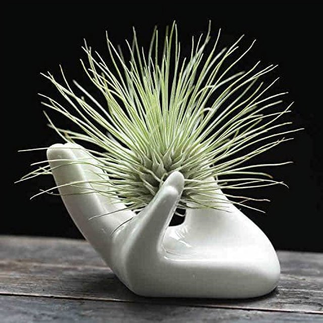 Air Plant Holder Cute Ceramic Mini Hand Shape Stand Airplants Tillandsia Small Container Pot Plant Decorative Home Decor for Desk Table Shelf