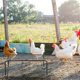 thumbnail image 1 of SHOWERORO 1Jgo Plataforma Para Gallinas Con Hierro Negro Para Almacenaje Resistente Y, 1 of 6