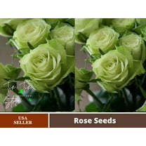 30 Rare Seed | Bright Green Rose Seeds Flower #1076 |BUY 4 GET 1 FREE|