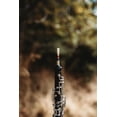 thumbnail image 3 of Caña para oboe Marlin Lesher Soft, 3 of 3