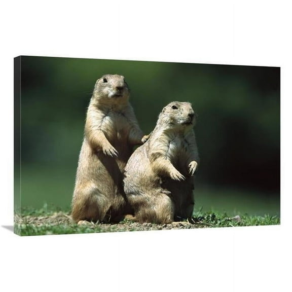 24 x 36 in. Black-Tailed Prairie Dog Alert Pair, North America Art Print - Konrad Wothe