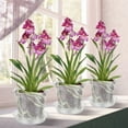thumbnail image 3 of 12Pcs Orchid Pots with Holes and Saucers Clear Orchids Pots 3.1 Inch / 4 Inch / 5.1 Inch High Plastic Flower Plant Pot Breathable Slotted Plant Pot for Indoor Outdoor, 3 of 6