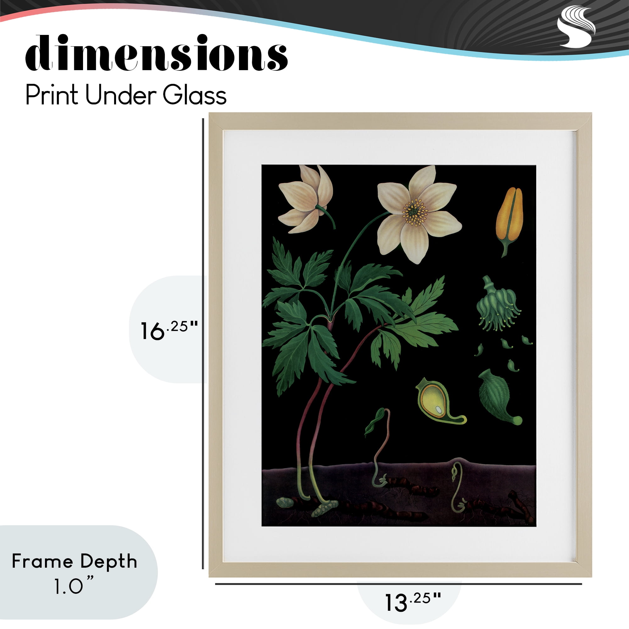 Stupell Industries Sprouting Wildflower Illustrations Birch Framed Print Under Glass, design by Vintage Hustle
