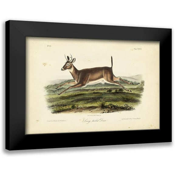Audubon, John James 14x11 Black Modern Framed Museum Art Print Titled - Long-tailed Deer