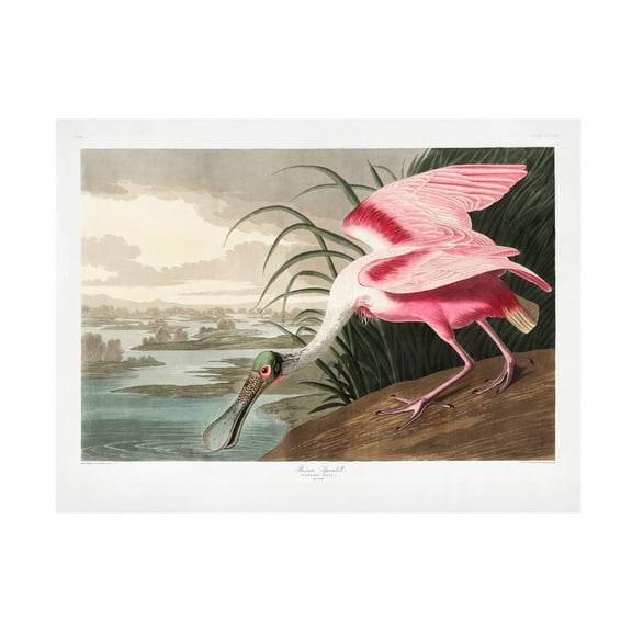 Trademark Fine Art Pictufy   Roseate Spoonbill From Birds of America 1827 Canvas Wall Art