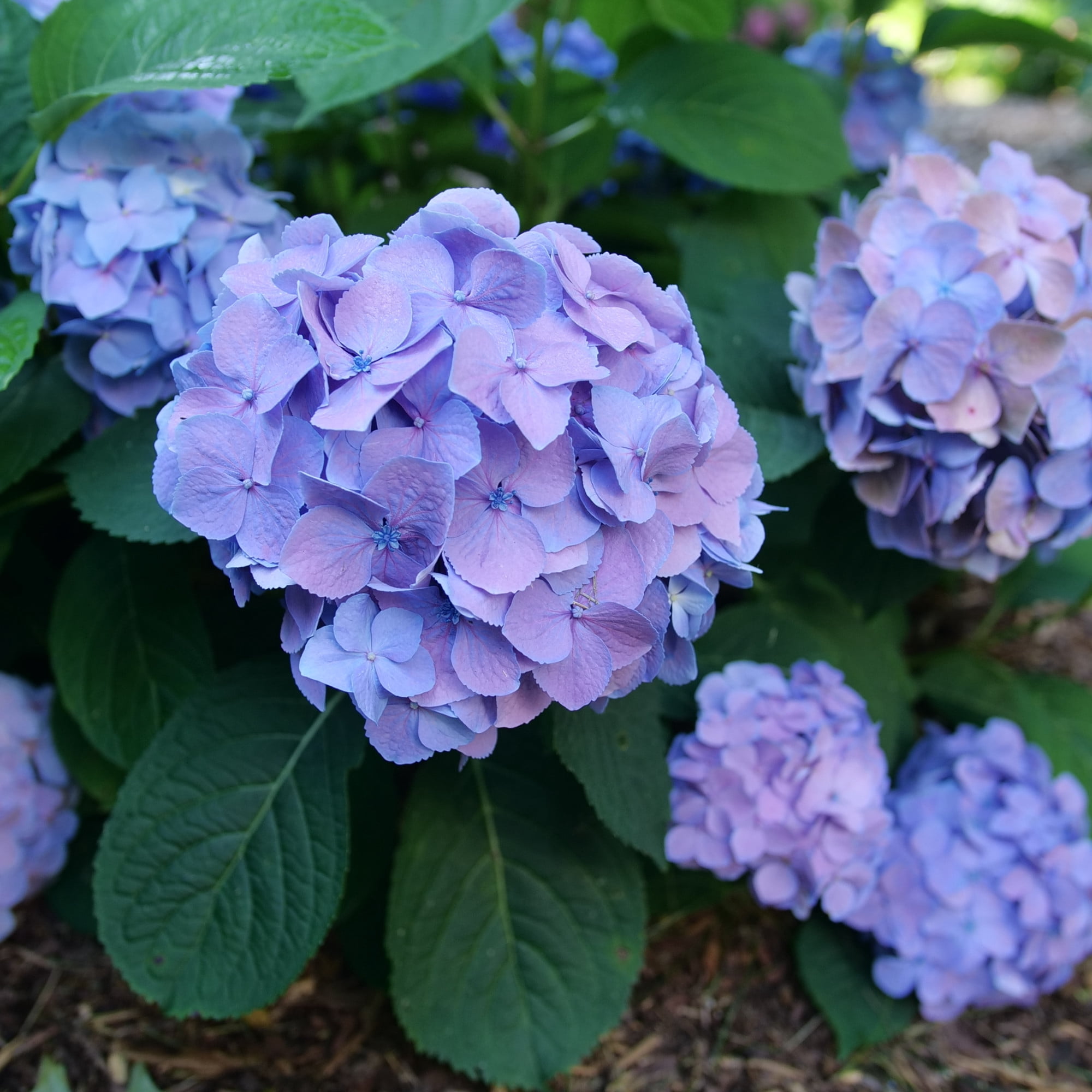 Proven Winners ColorChoice 5" Multicolor Let's Dance Sky View Reblooming Hydrangea Live Plant in 4.5" Pot (4 Count)