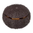 thumbnail image 5 of 3d Puzzle Sea Urchin Educational Toy Afortunado Sencillez, 5 of 5