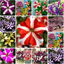 200 Petunia Flower Seeds for Planting, Mixed Color | Non-GMO | Rare Seeds for Planting Home Garden, Seeds, Gardeners Choice!