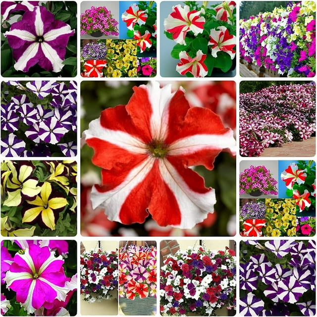 200+Petunia Flower Seeds for Planting, Mixed Color | Non-GMO | Rare ...