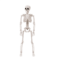 thumbnail image 4 of 2X Halloween Skeletons Decorations, Posable Plastic Skeleton, Full Body Skeleton with Movable Joints, 4 of 4