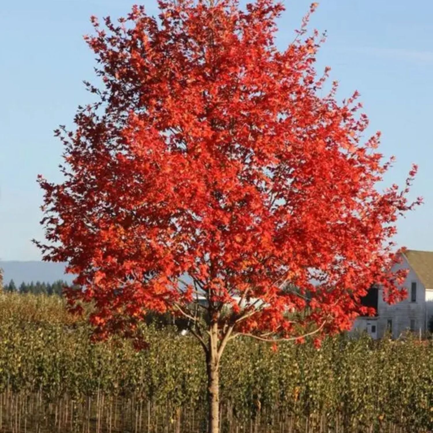 Expert Gardener 3-4 ft. tall Sienna GlennMaple Live Tree in 7- Gallon Grower Pot