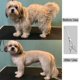 thumbnail image 4 of Tijeras curvas para perros de 7 pulgadas - Tijeras profesionales para perros - Tijeras para el cuidado de mascotas de alta calidad, 4 of 4
