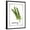 Black Frame, variant on Art.com Watercolor Herbs V Art Print by Grace Popp, 12" x 16"