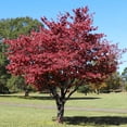 thumbnail image 4 of Brighter Blooms - Cherokee Brave Dogwood, 4-5 ft. - No Shipping To AK, AZ, FL, HI, 4 of 4