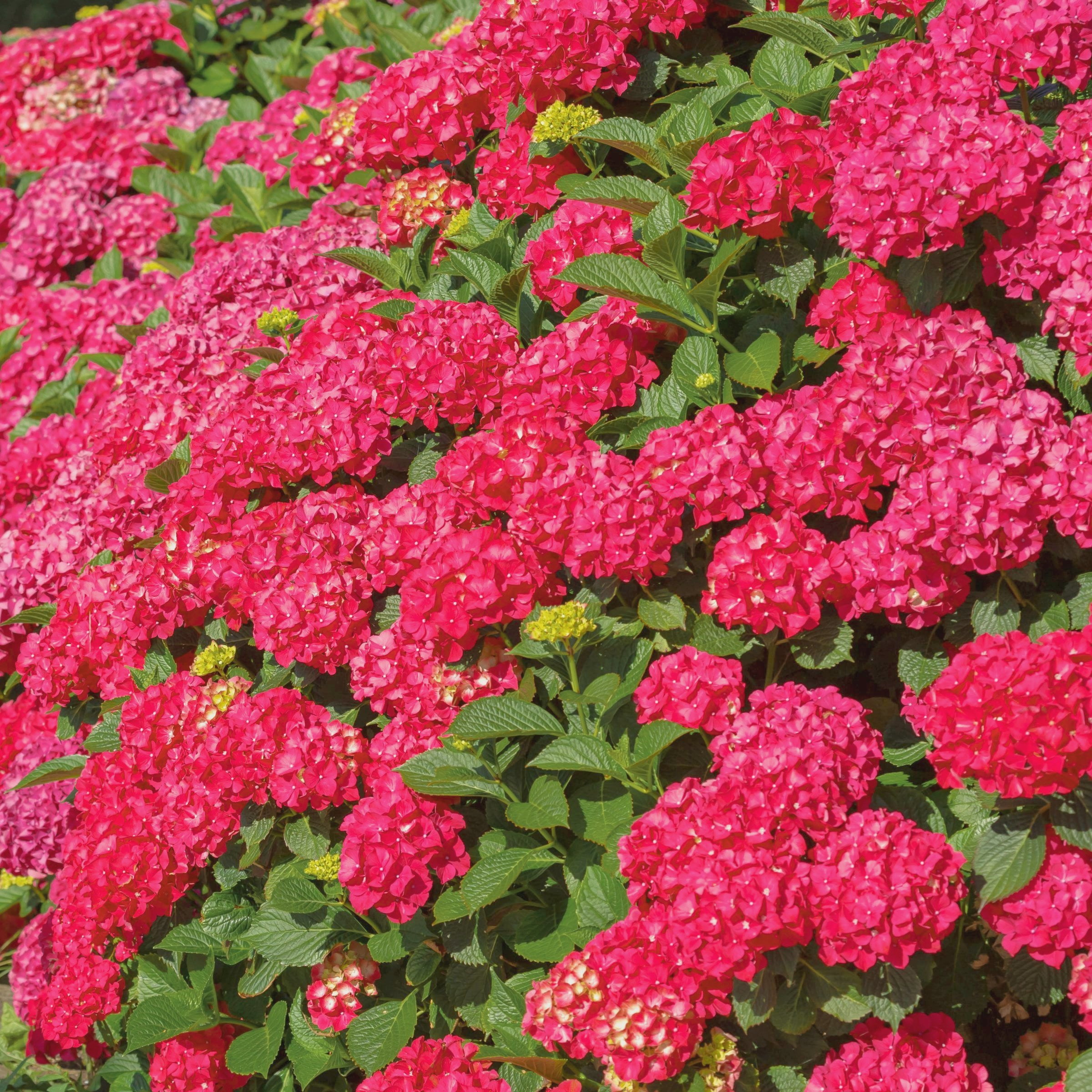 National Plant Network 1 gal Hydrangea 'Red Beauty' Live Perennial Shrub with Part Shade