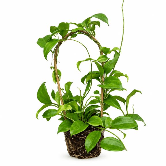 Hoya Quinquenervia Live Plant - Trailing Vine, Starter Plant, USDA Zones 10-12, Partial Shade, Ships Bare Root, No Pot