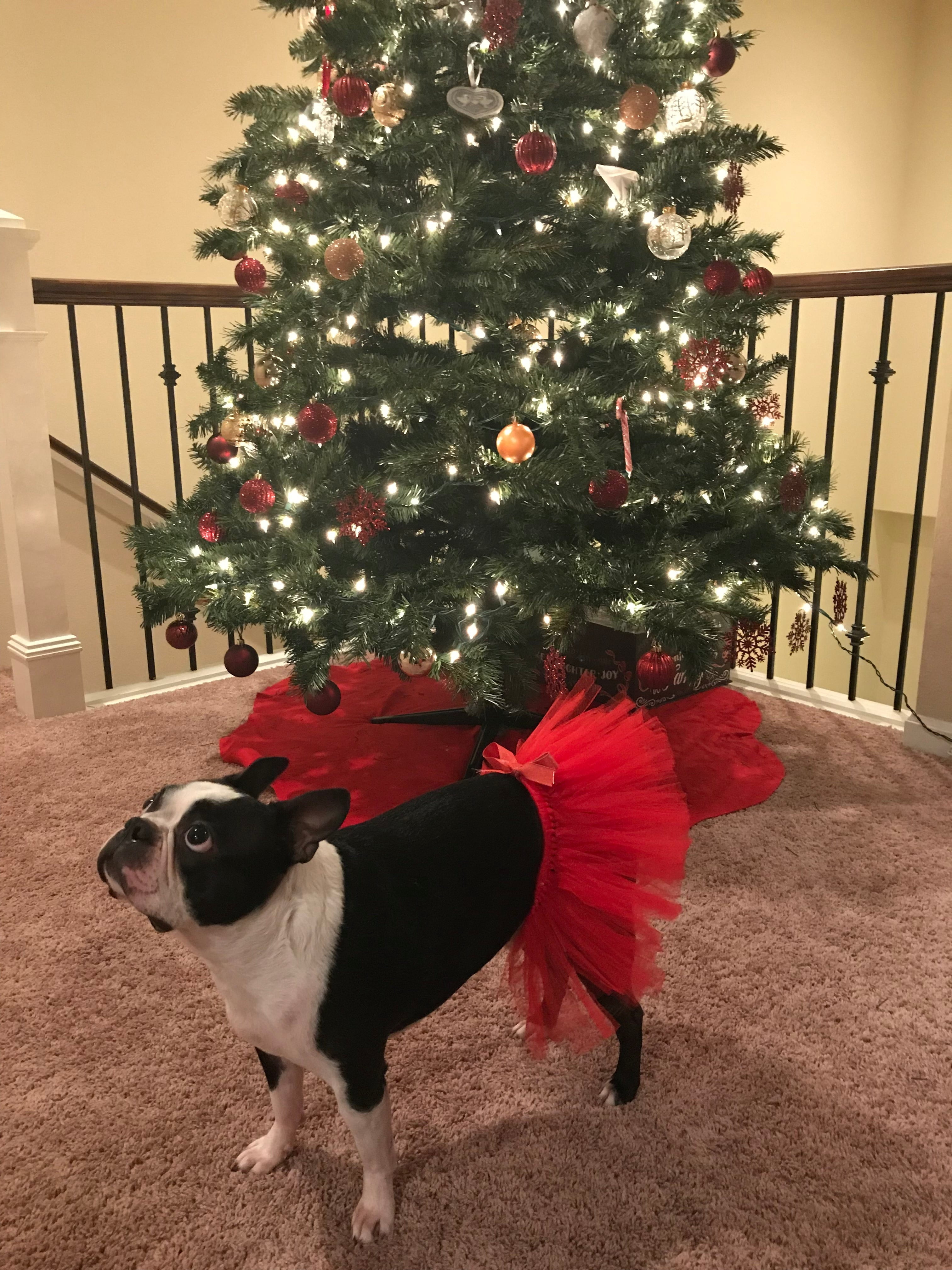 Red Easter Holiday Dog Tutu Skirt | XS-XXXL
