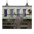 thumbnail image 2 of Print: Remnants Of Mardi Gras Beads Hang From A Tree On Dauphin Street In, 2 of 4