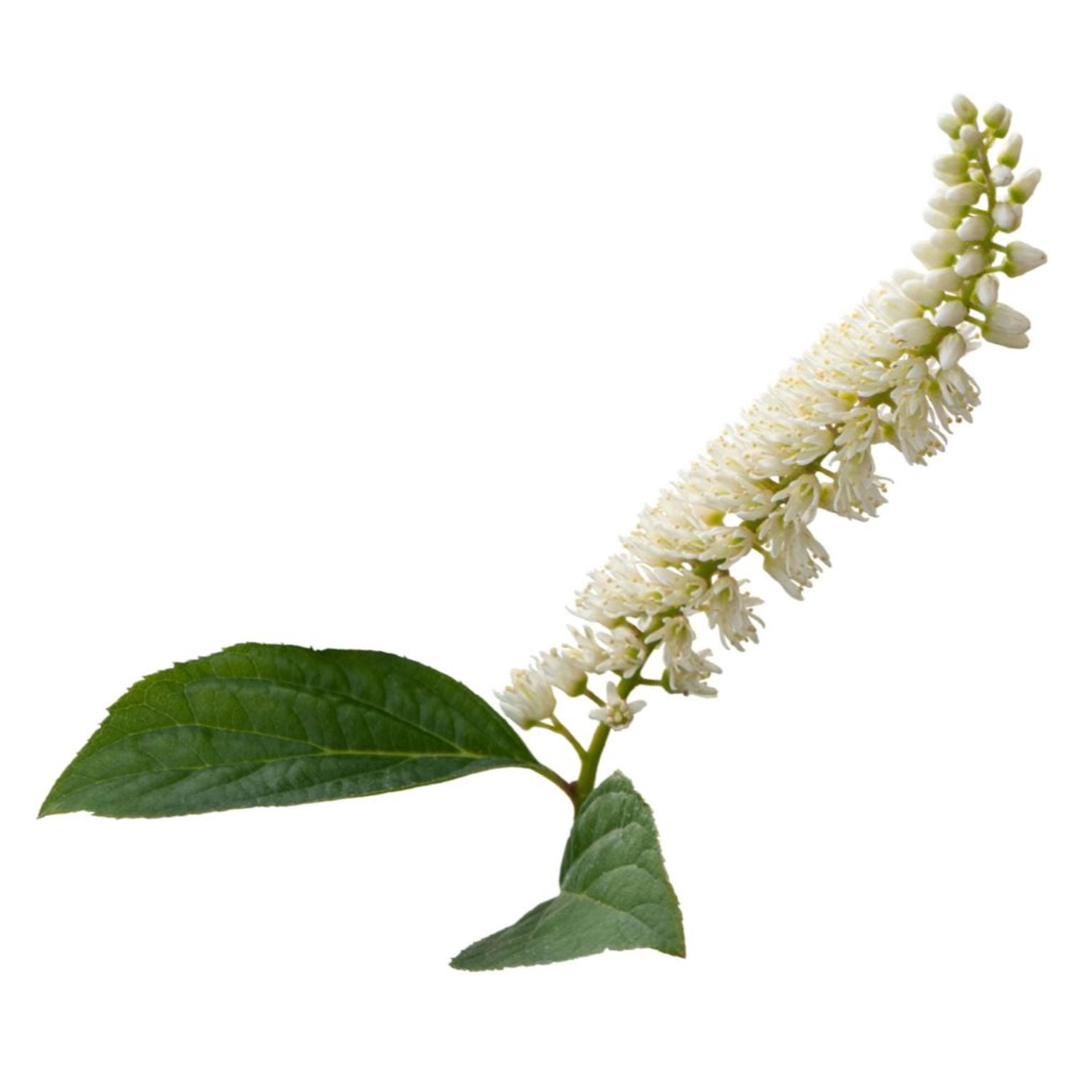 Proven Winners ColorChoice 5" White Fizzy Mizzy Sweetspire Live Plant in 4.5" Pot (4 Count)