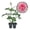 2 Plants, variant on Mrs BR Cant Rose Bush - 1 Live Starter Plant - Beautifully Fragrant Hybrid Tea Rose - A Versatile Beauty with Colorful Pink Blooms