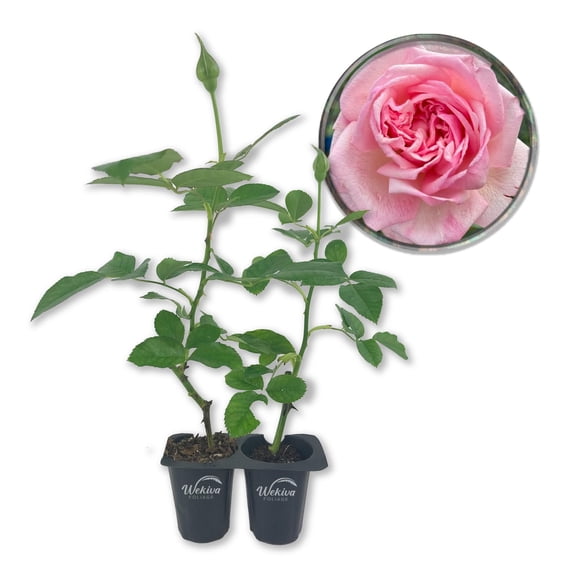 Mrs BR Cant Rose Bush - 2 Live Starter Plants - Beautifully Fragrant Hybrid Tea Rose - A Versatile Beauty with Colorful Pink Blooms