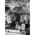 thumbnail image 2 of Portrait of a girl lying near a lion Panthera leo and a leopard Panthera pardus lying behind them 18 x 18 x 24, 2 of 4