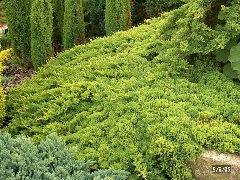 Juniper Procumbens Nana - 30 Live Plants - Drought Tolerant Cold Hardy Evergreen Ground Cover