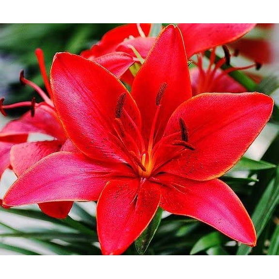 Red Lily Bulbs for Planting - Stunning Perennail Lily Bulbs for Garden or Container Growing (5 Bulbs)