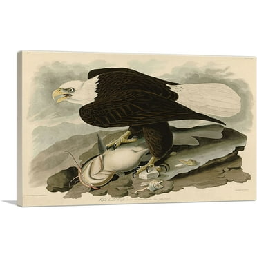 ARTCANVAS Bald Eagle Canvas Art Print by John James Audubon - Size: 26" x 18" (0.75" Deep)