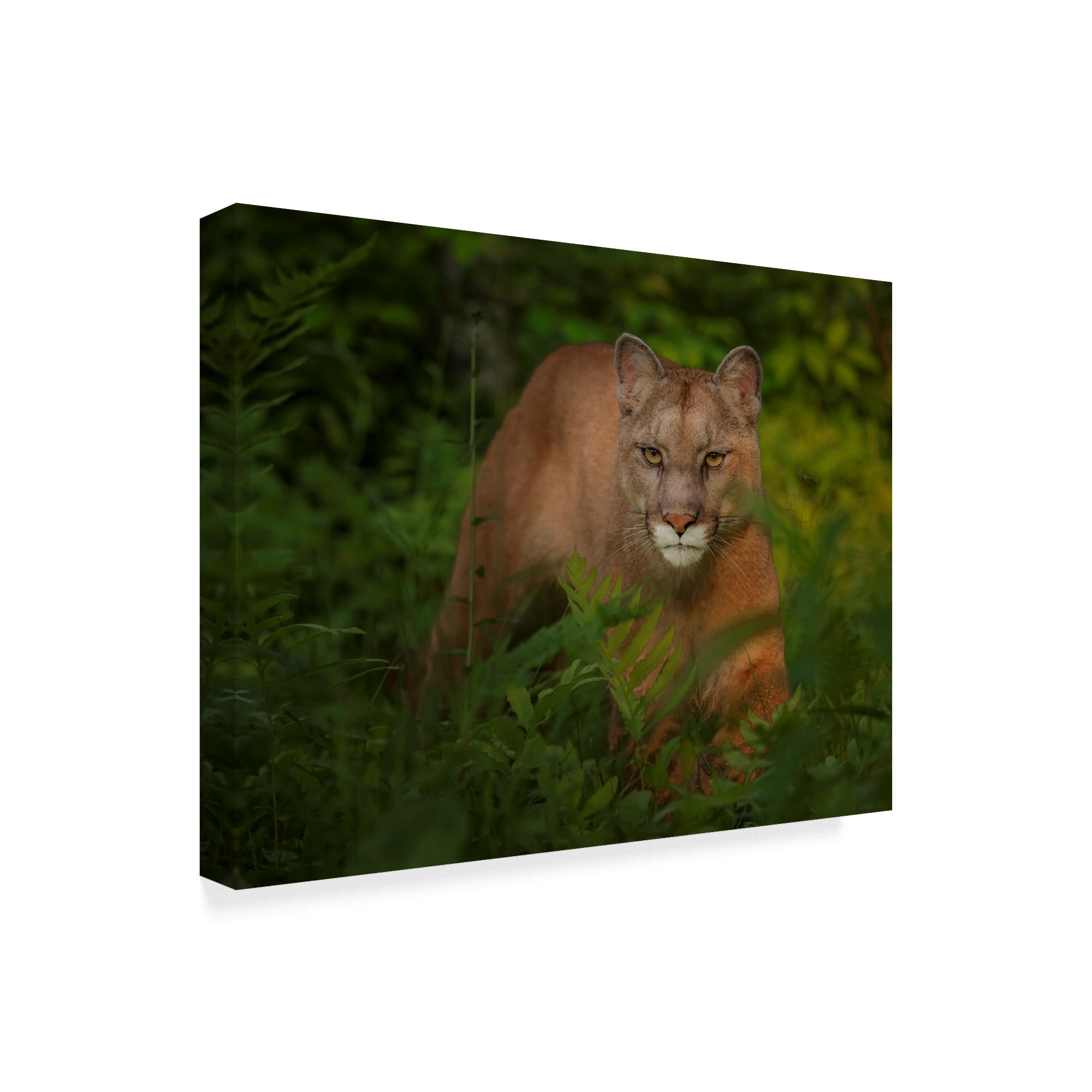 Trademark Fine Art 'Focused' Canvas Art by Galloimages Online