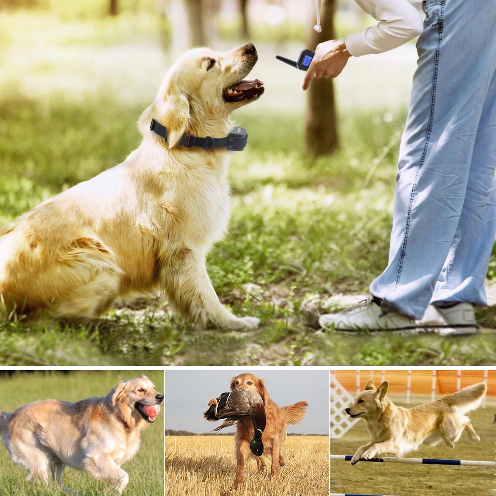 shock collar walmart in store